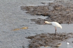 A spoonbill a bit too close to a potential demise
